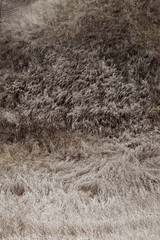 Herbarium. Dry wild flowers in the field in autumn. Muted shades of nature.