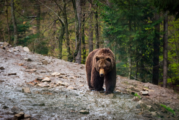Obraz na płótnie Canvas Brown bear in a dense forest walking on a rocky road