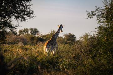 Giraffe in the Wilderness of South Africa