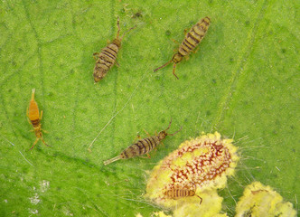 Springtails (Collembola: Entomobryomorpha) on an orange leaf. Extreme close-up with high magnification 