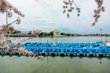 Fototapeta na wymiar Tidal Basin blue Paddle Boats and Cherry blossom branches in Washington, DC