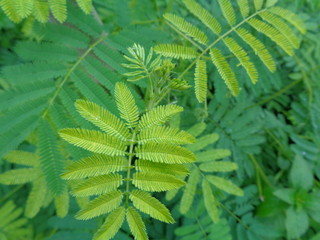weeds green in the nature background