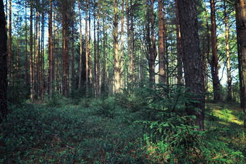 Bright spring greens at dawn in the forest. Nature comes to life in early spring.