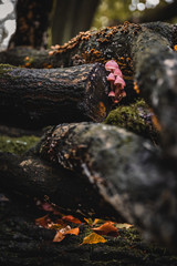 Mushrooms at autumn in the forest