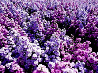 Naklejka na ściany i meble margaret flower plantation,the purple petal farm .