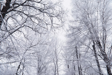 Winter forest landscape. Tall trees under snow cover. January frosty day in the park.