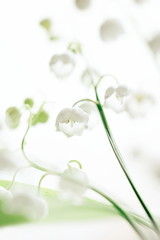 lilies of the valley, spring flowers, close up