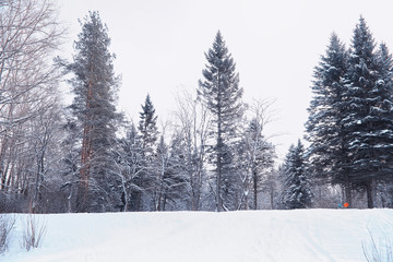 Winter forest landscape. Tall trees under snow cover. January frosty day in the park.