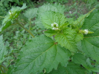 weeds green in the nature background