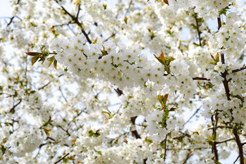 Blossom cherry tree