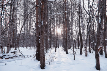 Winter forest landscape. Tall trees under snow cover. January frosty day in the park.