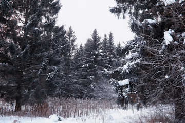 Winter forest landscape. Tall trees under snow cover. January frosty day in the park.