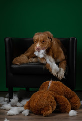 bad dog spoils the toy. Nova Scotia Duck Tolling Retriever plays at home. Pet spoils things