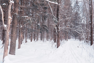 Winter forest landscape. Tall trees under snow cover. January frosty day in the park.