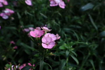 Dianthus barbatus (Sweet William's) in garden. Purple flowers dianthus barbatus in natural background.