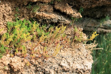 sandstone on the beach of Mala Luka, Baska, island Krk, Croatia