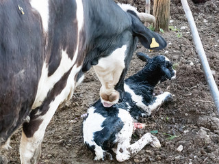mom cow cleans the calf of the placenta immediately after giving birth