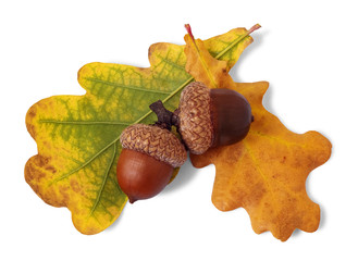 Acorns and yellow oak leaves isolated on white background. Close up. Top view.