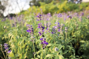 Closeup image of violet lavender flowers in the field in sunny day.