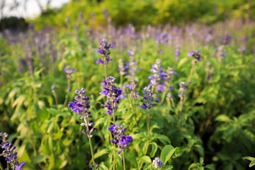 Closeup image of violet lavender flowers in the field in sunny day.