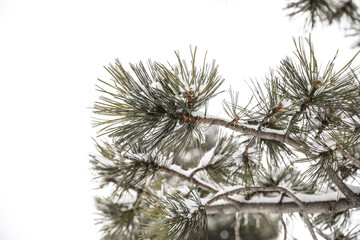 Naklejka na ściany i meble OPine needle detail on tree with snow
