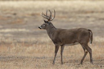 Buck Whitetail Deer in Colorado During the Fall Rut
