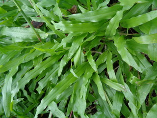weeds in the nature background
