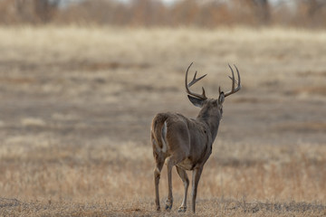 Naklejka na ściany i meble Buck Whitetail Deer in Colorado During the Fall Rut