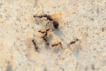 Ants fight each other