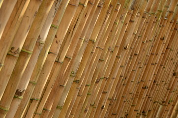 Guadua wall in the Ukumari Zoo