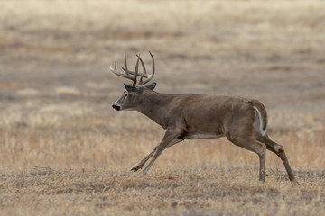 Obraz premium Buck Whitetail Deer in Colorado During the Fall Rut