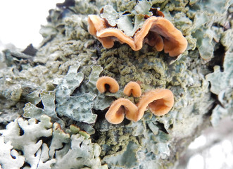 The thick branch of an old tree is covered with lichens and fungi. All this is covered with a snowball.