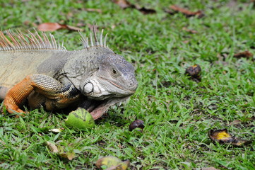 iguana eating fruits in nature