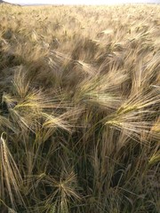 ears of wheat