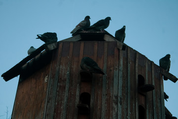pigeon coop in the city