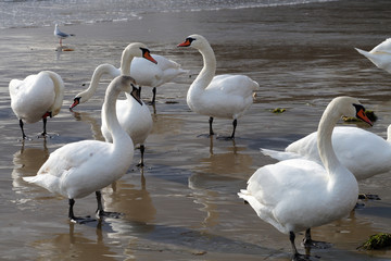 white swans on the seashore