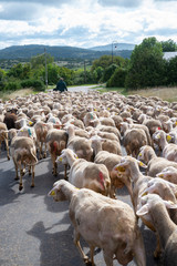France. Aveyron. Troupeau de brebis sur le Causse du Larzac, pr&egrave;s des caves de Roquefort. flock of sheep on the Causse du Larzac, near the Roquefort cellars.