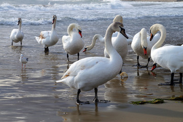 white swans on the seashore