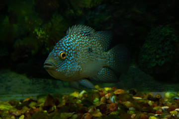 Naklejka na ściany i meble tropical fish in an aquarium