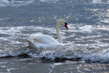 Naklejka na ściany i meble white swan swims in the sea