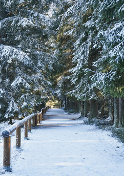 Snowy path through forest with sun rays                              