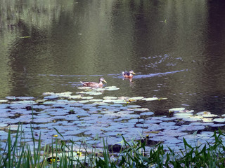 ducks, leaves of water lilies and reflection