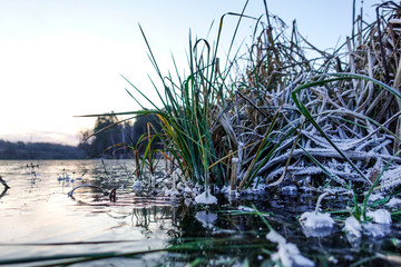 Winter landscape. The frozen lake is covered with new clean ice. Plants frozen in water.