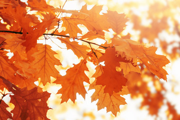 Fototapeta na wymiar Tree orange leaves in autumn. Scenic nature.