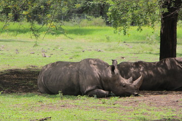 Fototapeta premium One horned rhino