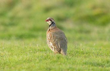 Partridge, adult French or red-legged partridge stood in natural habitat with clean, green background.  Facing left.  Horizontal.  Sapce for copy.