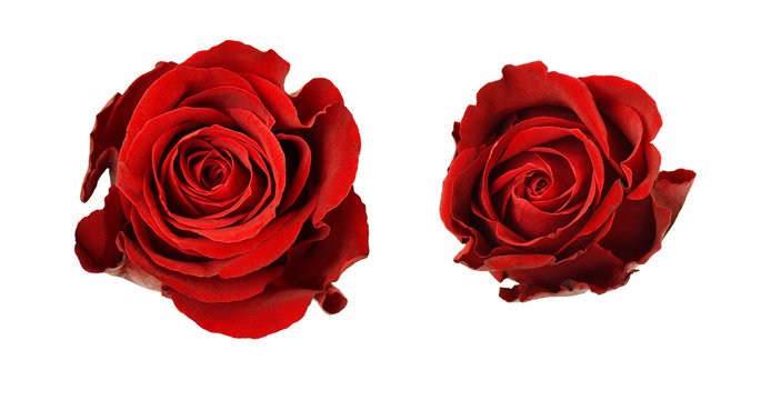 Set pof red rose flowers