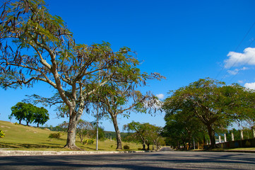 Fototapeta premium african tulip tree (Spathodea campanulata)
