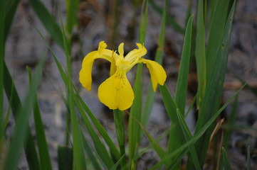yellow flowers in garden