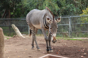 Fototapeta na wymiar San Diego USA California Zebra